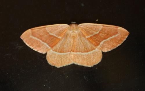 Réf. 213 932 : Hylaea fasciaria